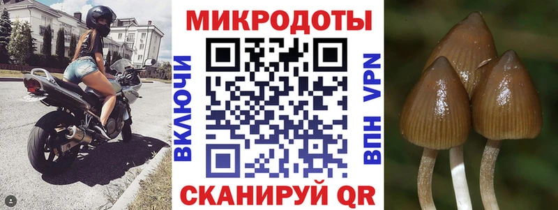 Псилоцибиновые грибы Psilocybe  Медвежьегорск 